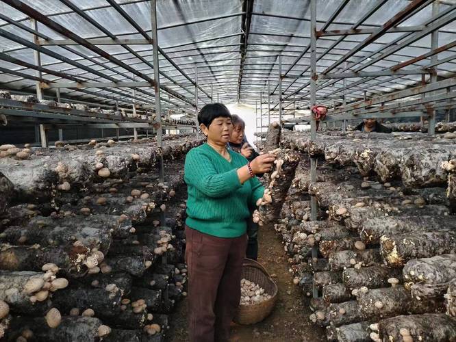 袋装香菇栽培视频怎么学?-图3 袋装香菇栽培视频怎么学?-图3