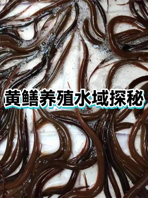 稻田黄鳝生态养殖技术要点有哪些？-图3