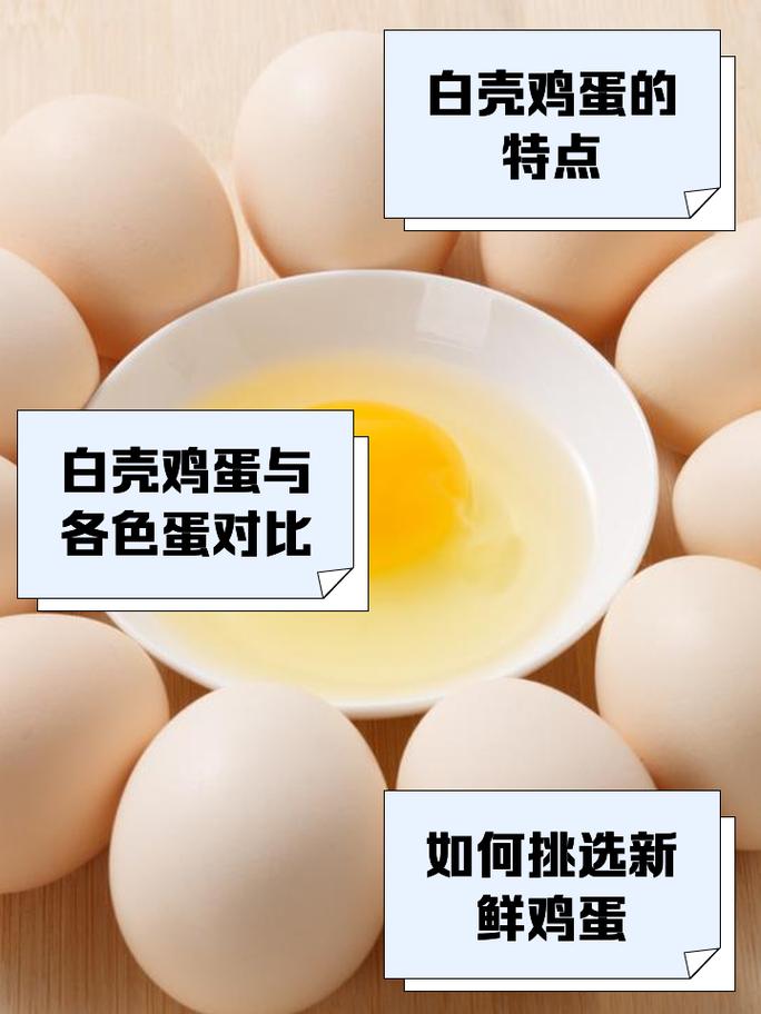 白壳鸡蛋是哪个鸡品种下的?-图1 白壳鸡蛋是哪个鸡品种下的?-图1