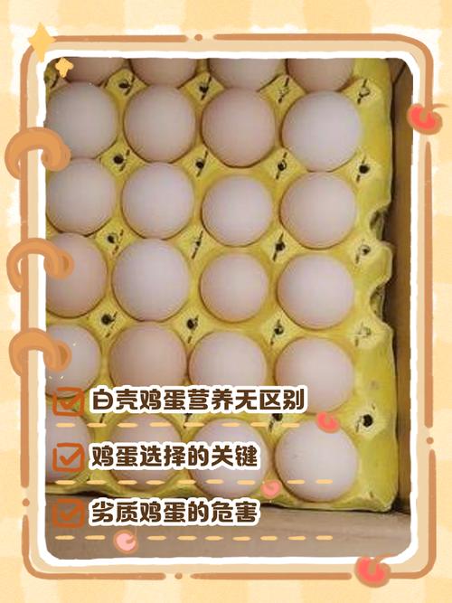 白壳鸡蛋是哪个鸡品种下的?-图2 白壳鸡蛋是哪个鸡品种下的?-图2