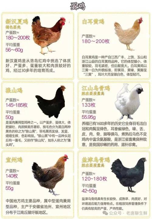 白壳鸡蛋是哪个鸡品种下的?-图3 白壳鸡蛋是哪个鸡品种下的?-图3