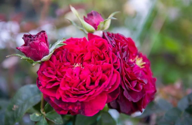 十大名贵月季，究竟美在何处？-图2