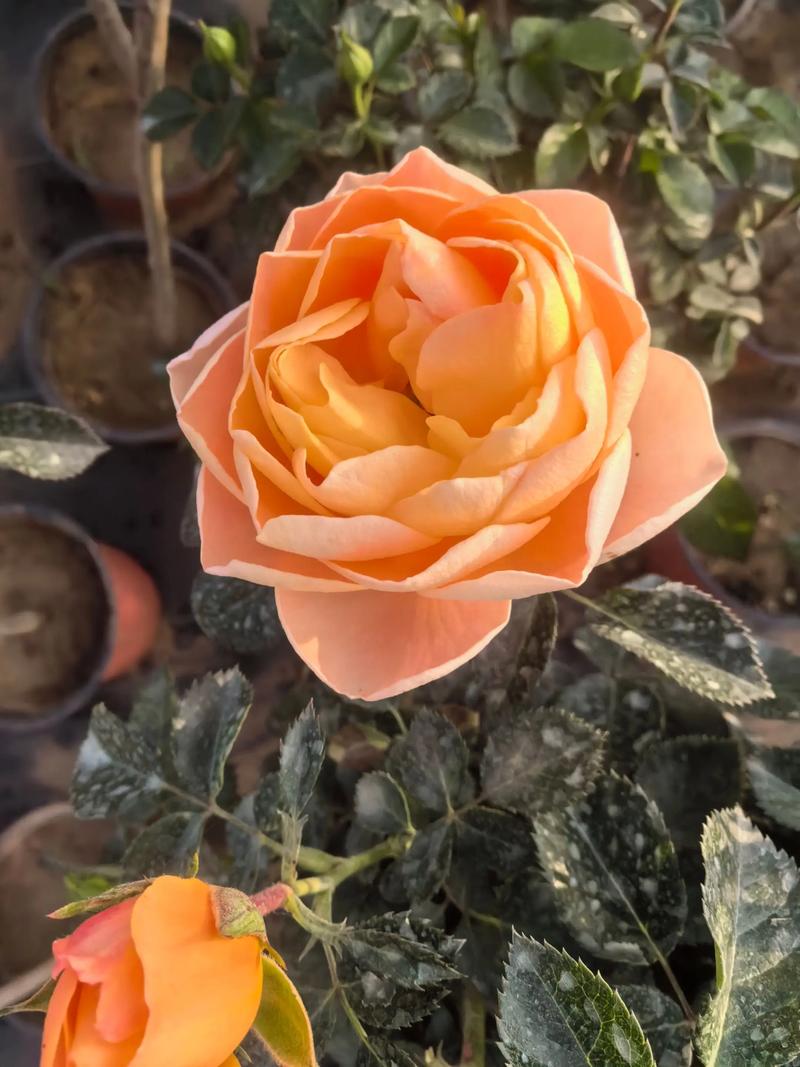 十大名贵月季,究竟美在何处?-图1 十大名贵月季,究竟美在何处?-图1