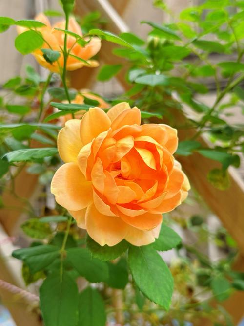 十大名贵月季，究竟美在何处？-图3