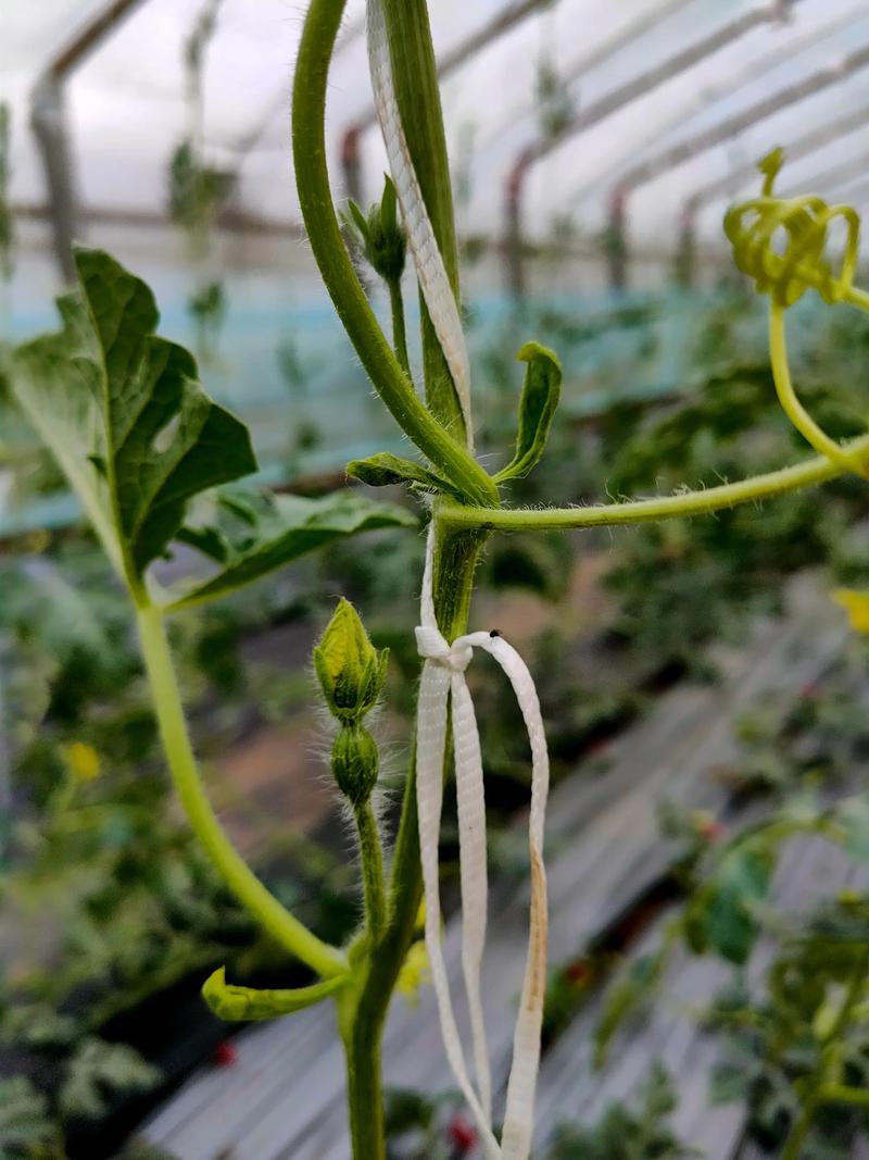 礼品西瓜栽培技术视频-图1