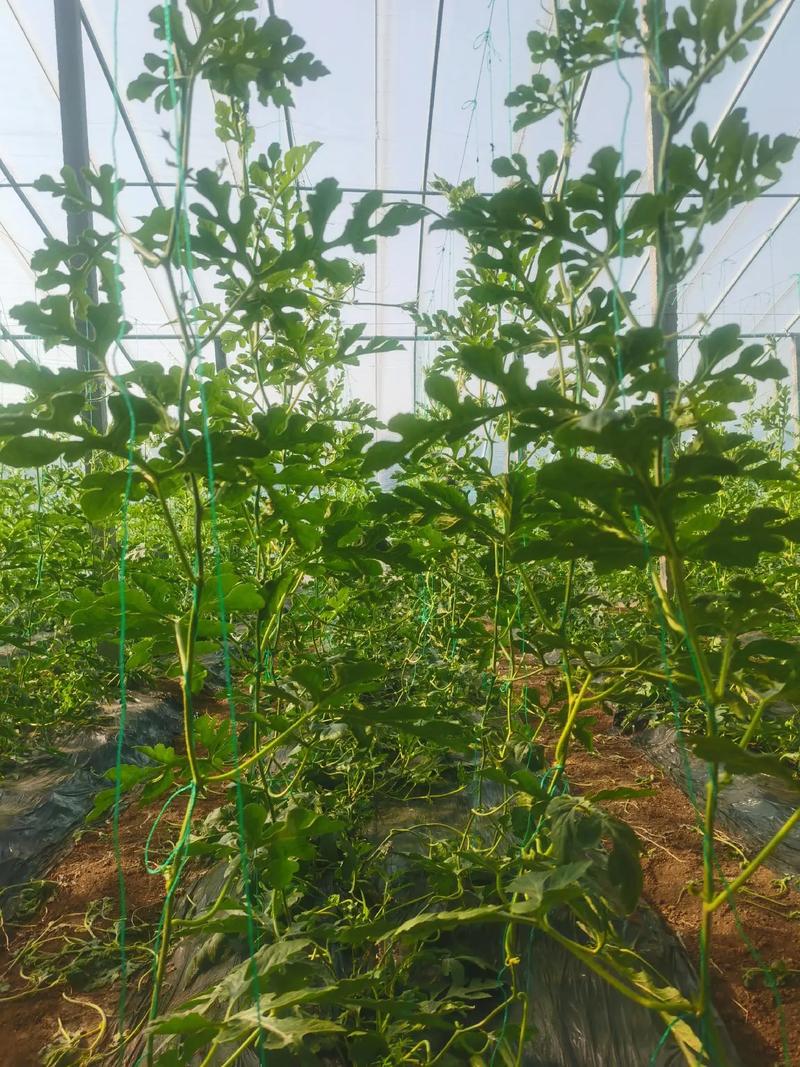 礼品西瓜栽培技术视频-图2