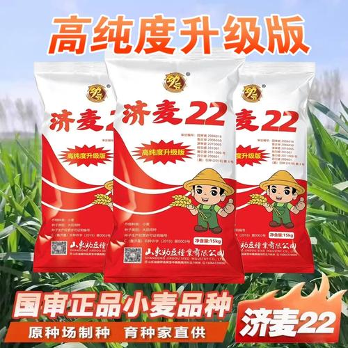 济麦22小麦品种有何突出特点？-图3