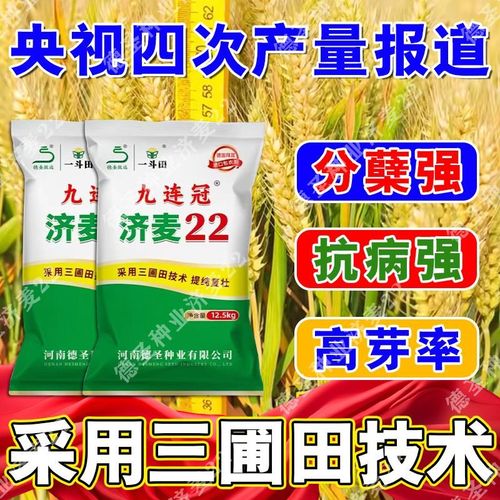 济麦22小麦品种有何突出特点？-图2