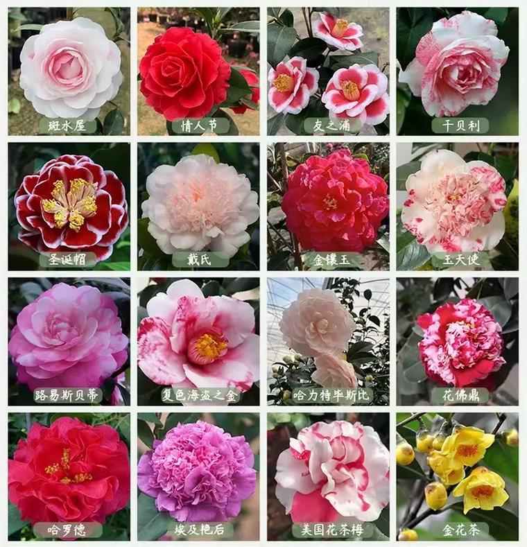 茶花品种图片名称大全有哪些？-图1