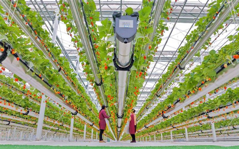 塑料塑料大棚草莓如何高效种植?-图2 塑料塑料大棚草莓如何高效种植?-图2
