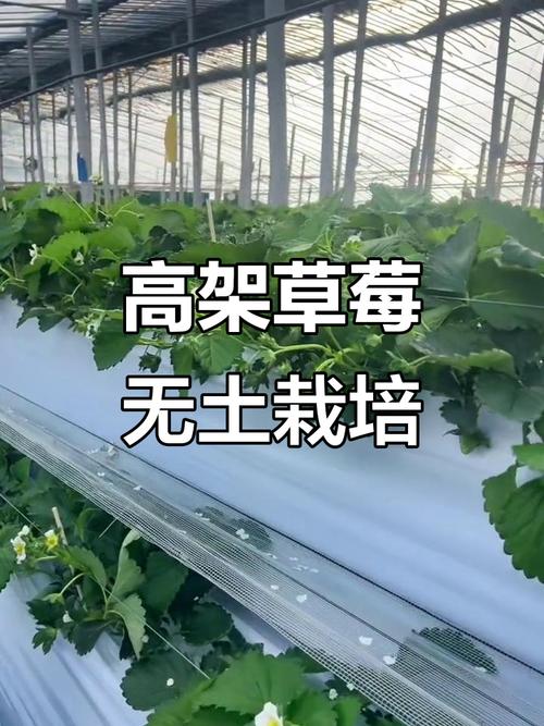 塑料塑料大棚草莓如何高效种植?-图3 塑料塑料大棚草莓如何高效种植?-图3