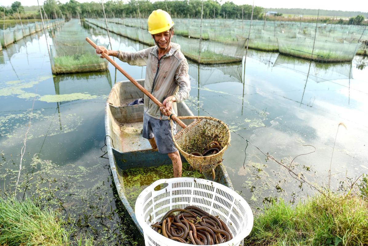 黄鳝养殖技术有哪些关键点？-图2