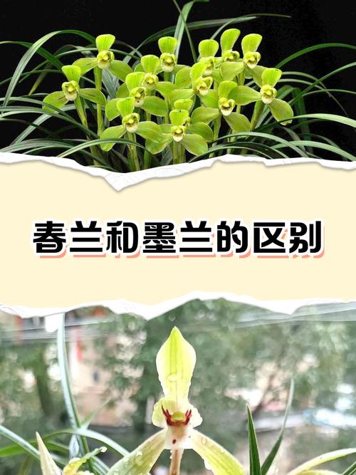 兰花四季品种如何区分养护？-图2