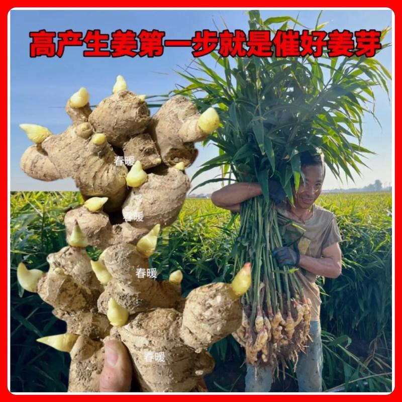 空调生姜催芽新技术具体怎么操作？-图1