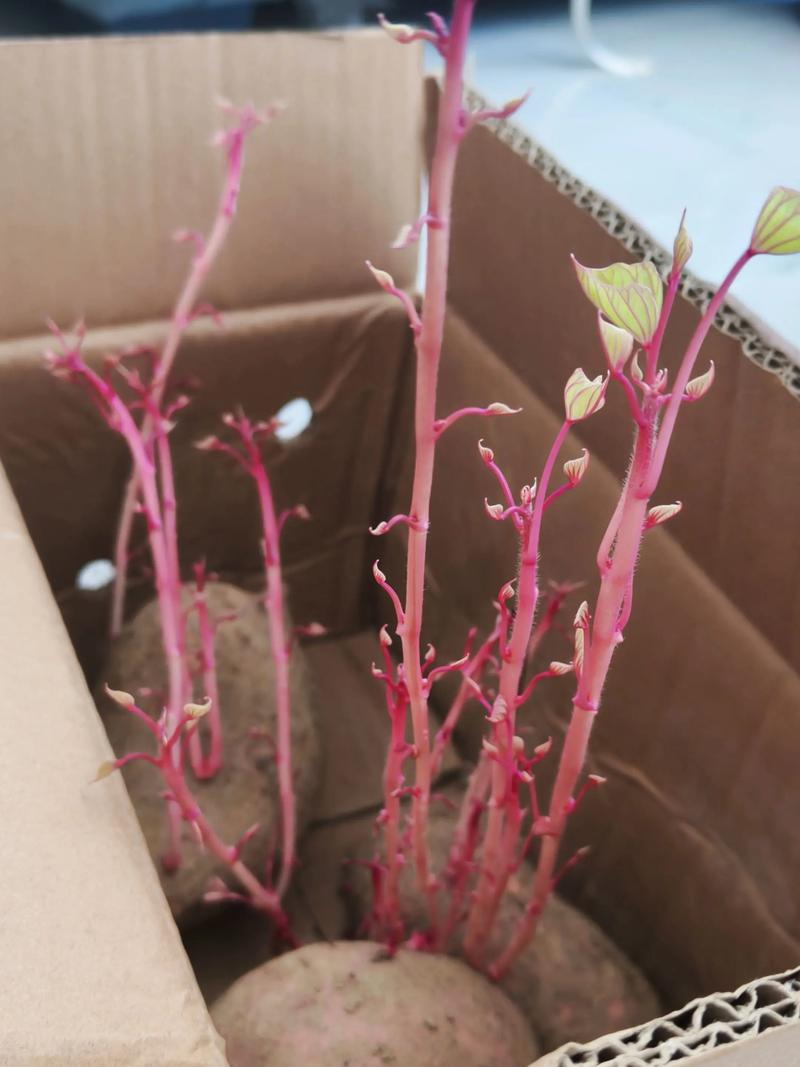 空调生姜催芽新技术具体怎么操作？-图3