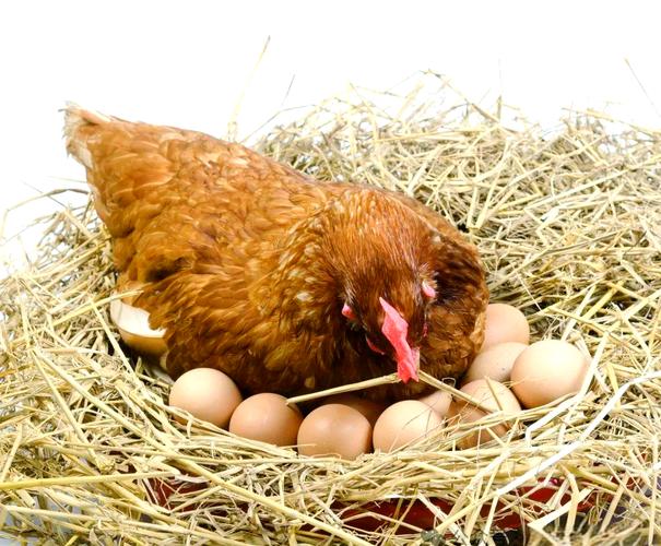 什么鸡三月就能产蛋？-图1