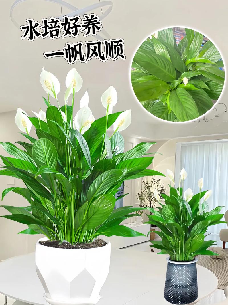 一帆风顺品种好在哪？-图1