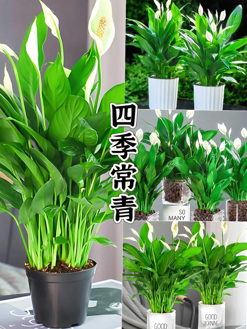 一帆风顺品种好在哪？-图2