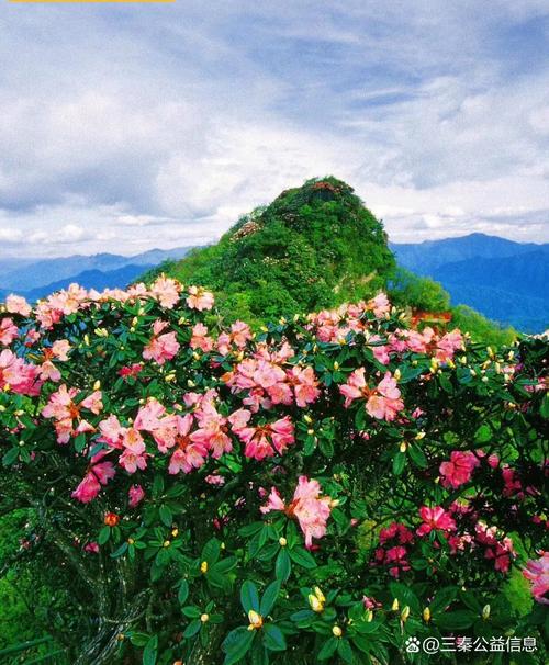 百花山杜鹃花有哪些独特品种？-图3