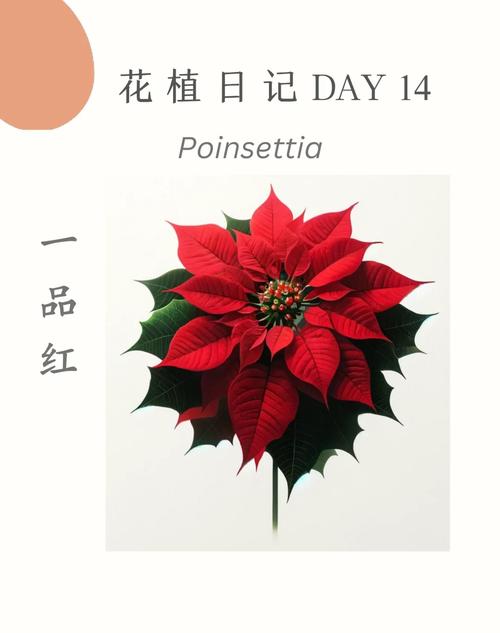 一品红花有哪些常见品种？-图2