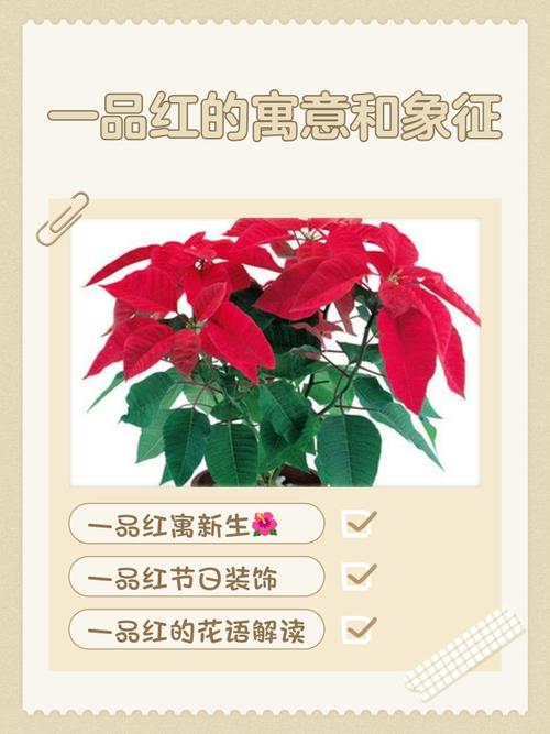 一品红花有哪些常见品种？-图1
