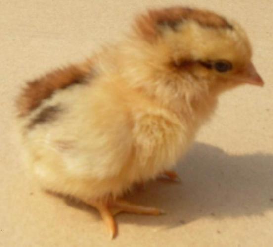 山野鸡苗养殖技术视频怎么学？-图2