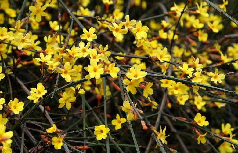 迎春花六瓣是稀有品种吗？-图2