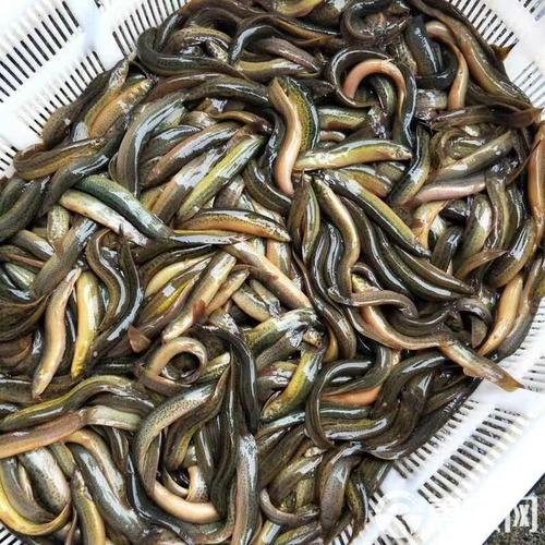 泥鳅价格现在行情如何？-图3