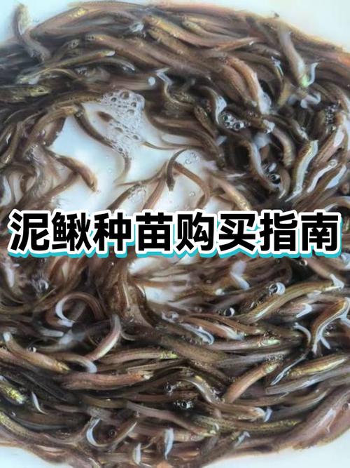 泥鳅价格现在行情如何？-图2