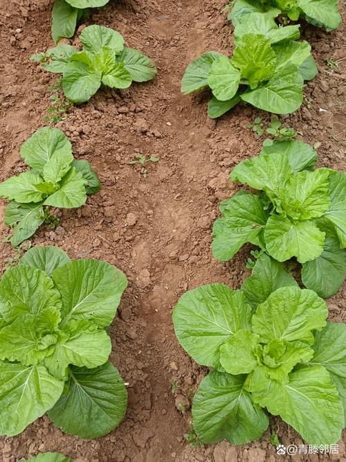 河南热白菜种植技术有哪些要点？-图1