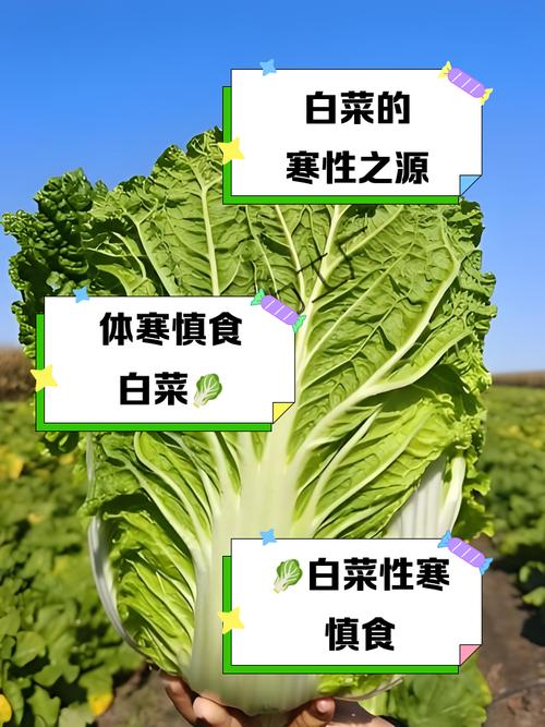 河南热白菜种植技术有哪些要点？-图3