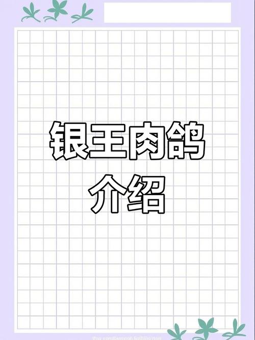 肉鸽品种有哪些常见分类？-图2