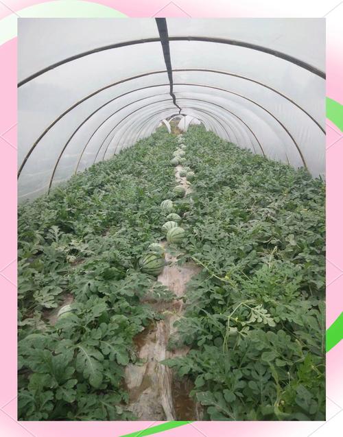 西瓜高产栽培技术视频有哪些要点？-图1