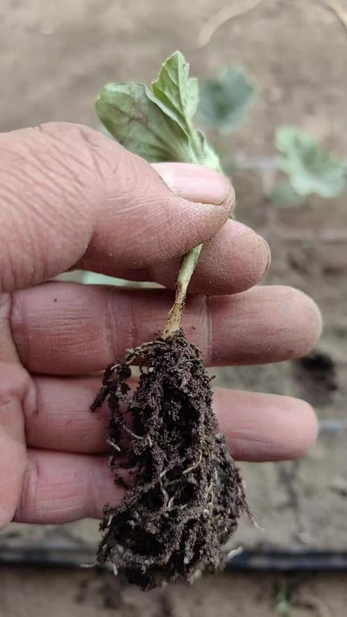 西瓜高产栽培技术视频有哪些要点？-图2