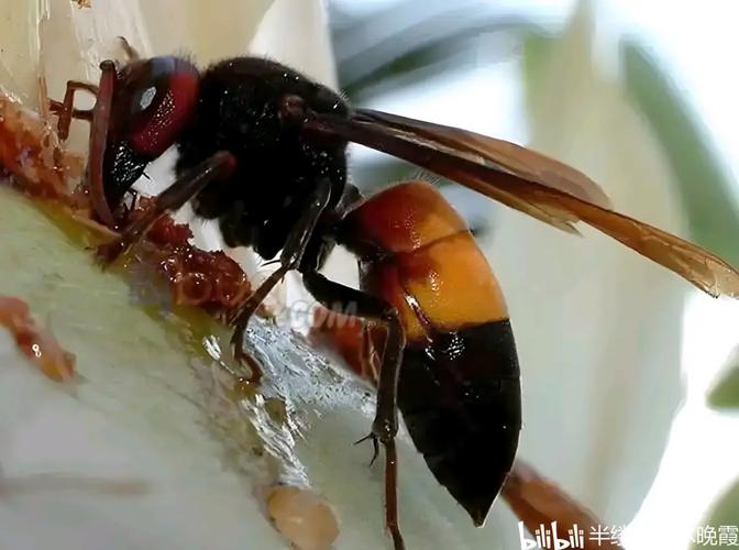 黑尾胡蜂蜂王如何高效养殖？-图2