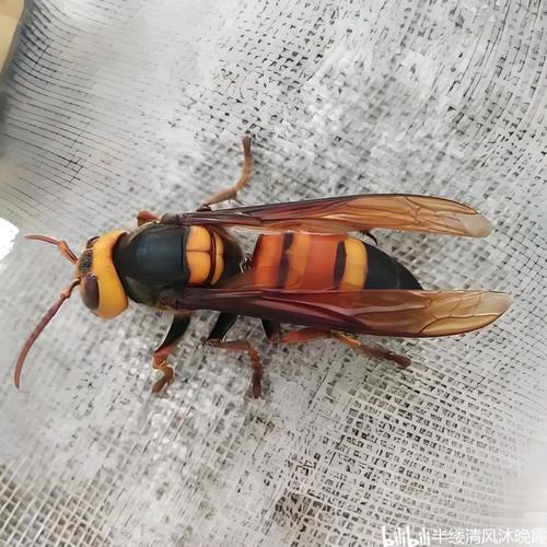 黑尾胡蜂蜂王如何高效养殖？-图1