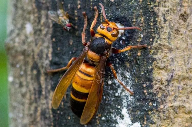 黑尾胡蜂蜂王如何高效养殖？-图3