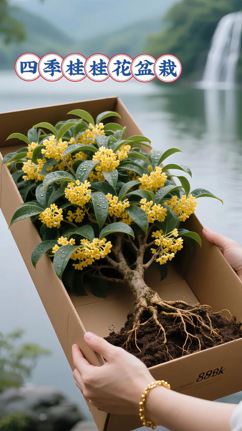 四季桂哪种品种香气最浓郁？-图1