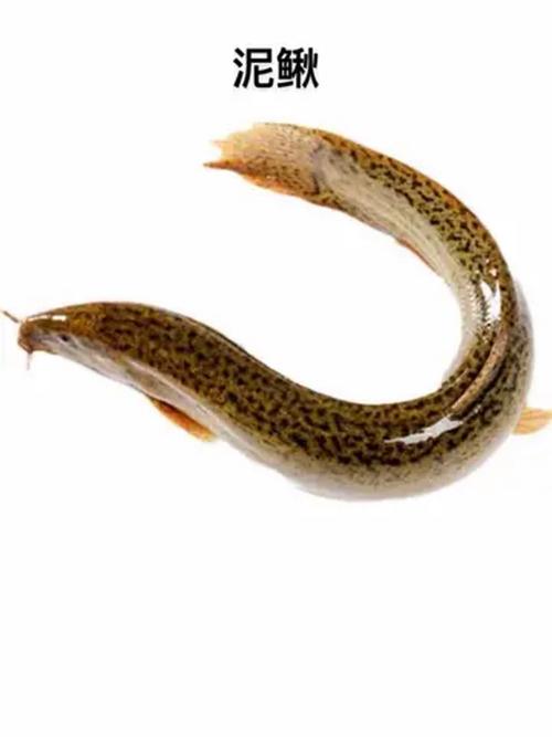 养殖泥鳅什么品种效益高？-图1