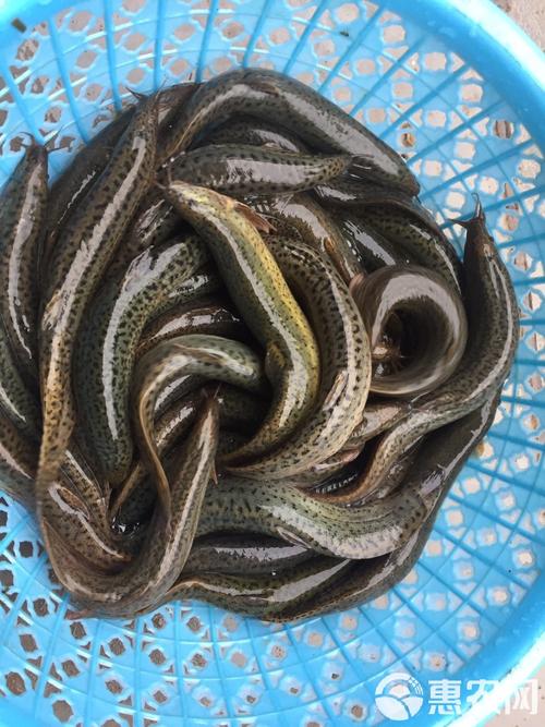 养殖泥鳅什么品种效益高？-图2