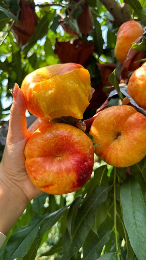 七月成熟的桃子品种有哪些？-图1