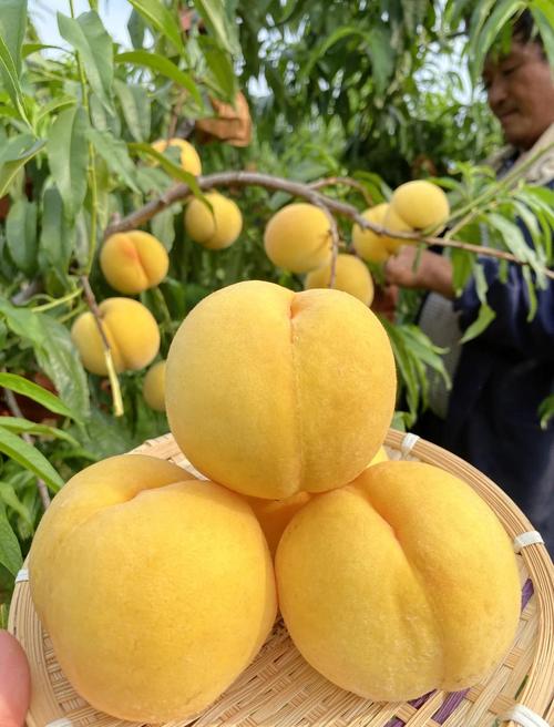 七月成熟的桃子品种有哪些？-图3