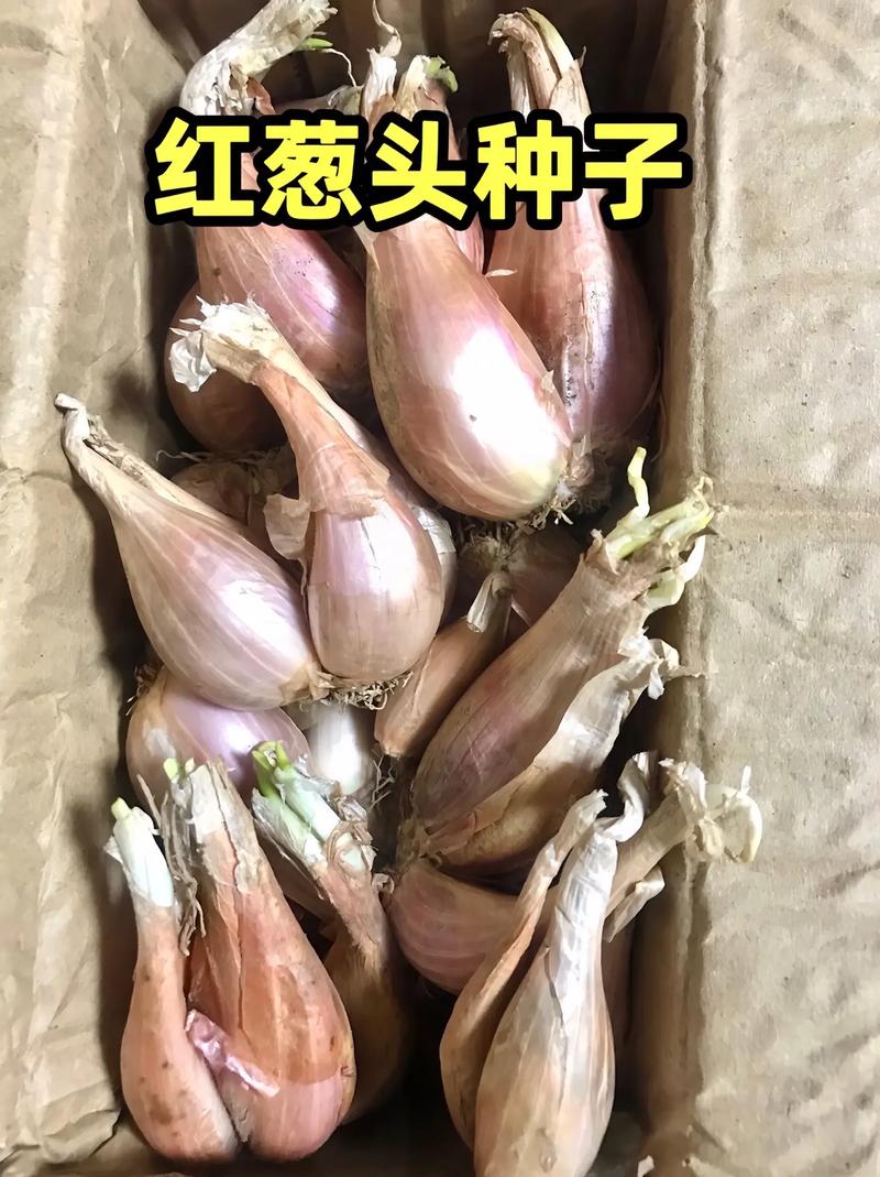 四季葱品种究竟有多少？-图2