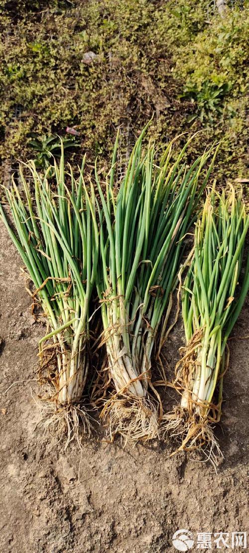 四季葱品种究竟有多少？-图1