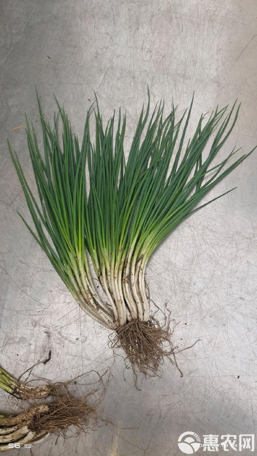 四季葱品种究竟有多少？-图3