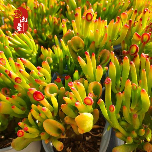 新品种有何独特之处？-图1