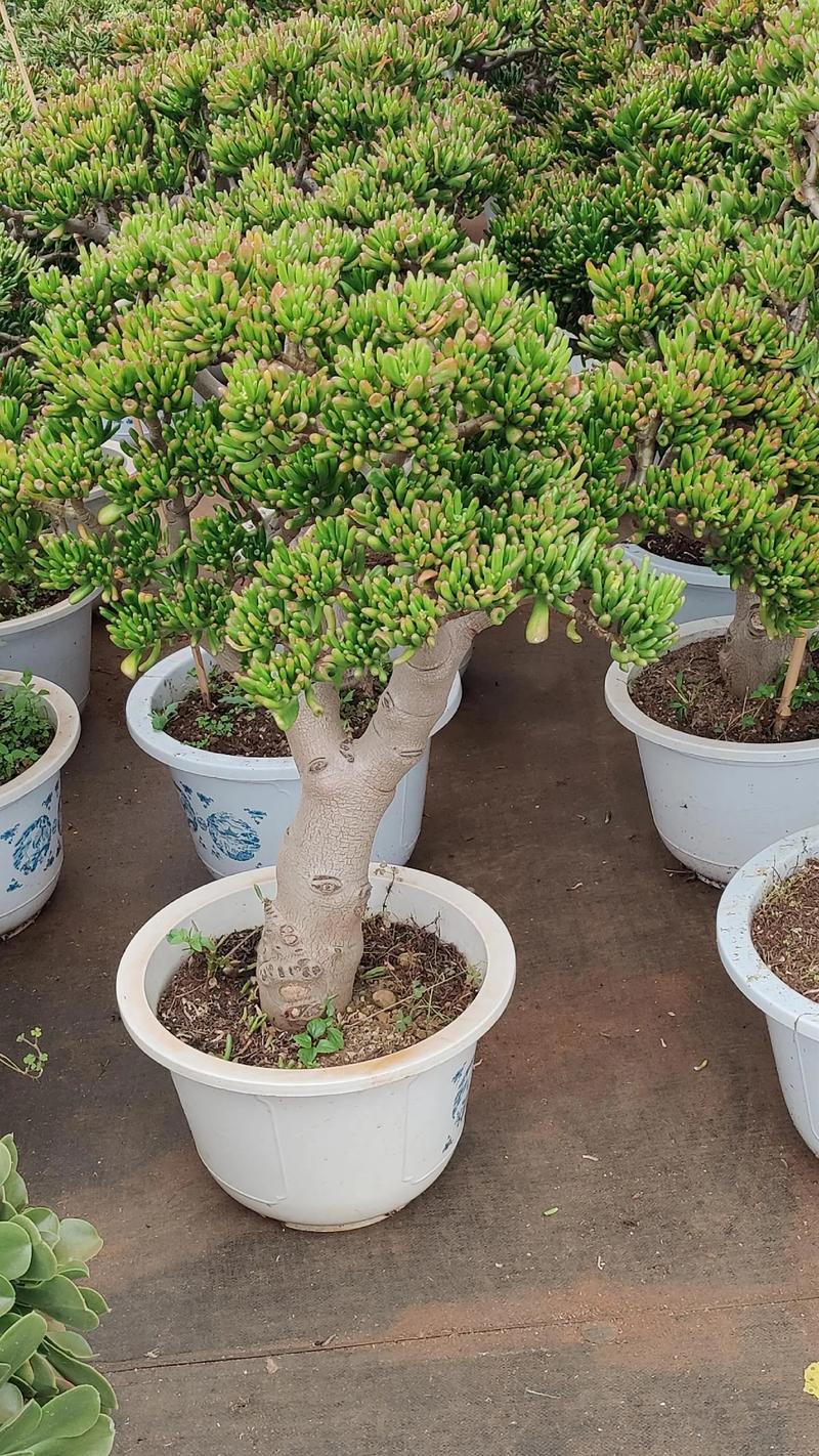 新品种有何独特之处？-图2