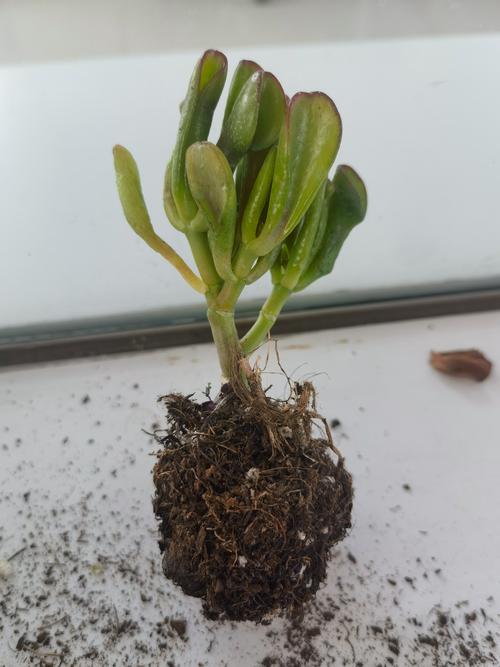 新品种有何独特之处？-图3