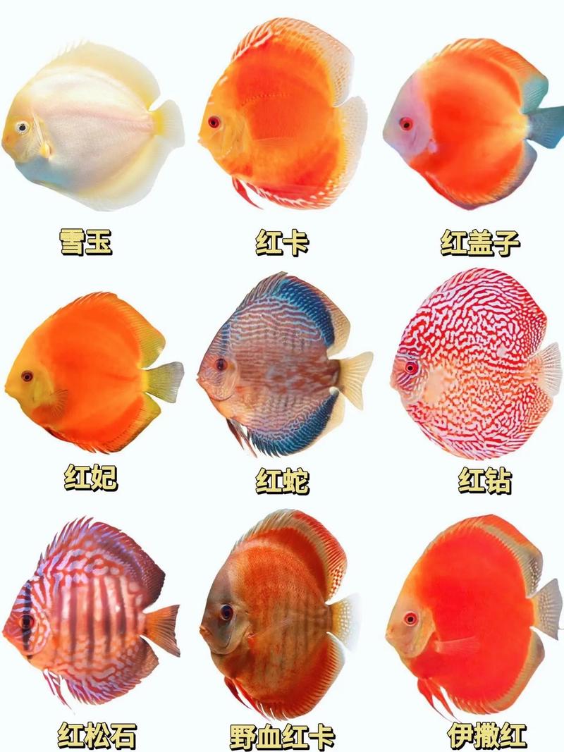 七彩养一个品种还是多个品种？-图1