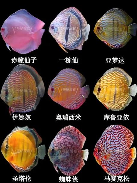 七彩养一个品种还是多个品种？-图2